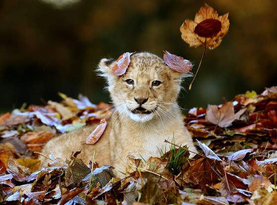 Baby Lion Playing in Leaves, Karis Baby Lion Playing in Leaves, Karis
